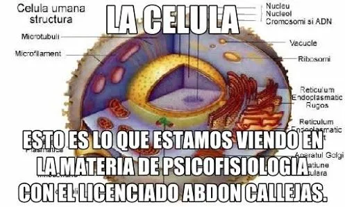 Celula humana y sus partes - Imagui