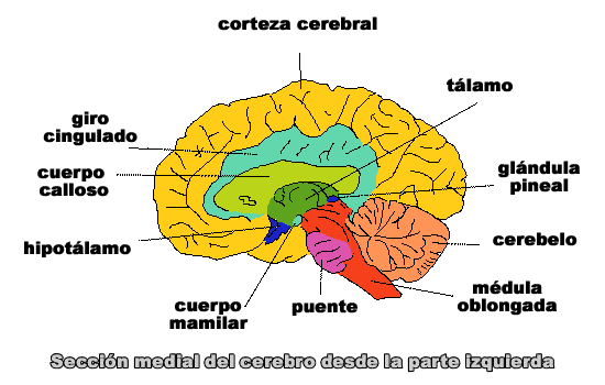 PSICOLOGÍA: Imágenes del cerebro y sus partes PSICOLOGÍA: Imágenes del cerebro y sus partes
