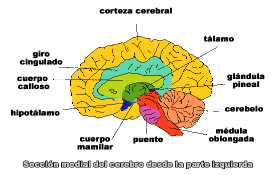 PSICOLOGÍA: Imágenes del cerebro y sus partes