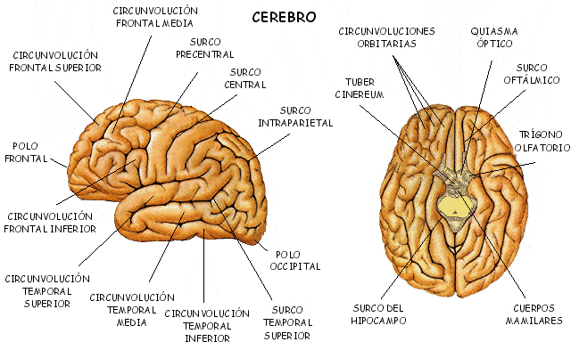 PSICOLOGÍA: Imágenes del cerebro y sus partes