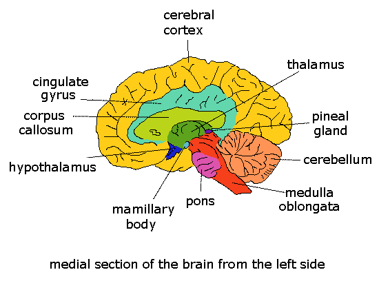 Psicología general y salud mental (página 3) - Monografias.com