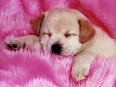 PUBLICACIONES SIMILARES: PERRITOS TIERNOS