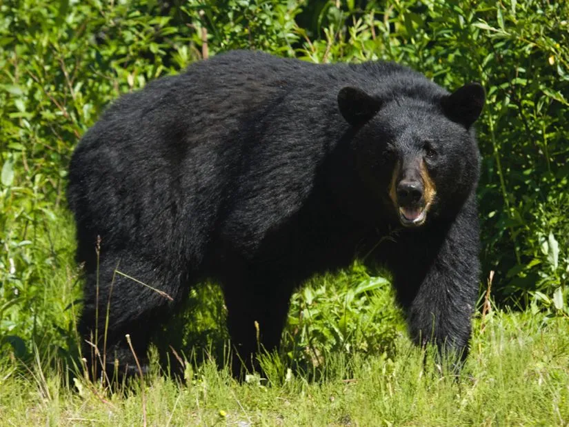 Publicado por Jesu en 11:39 Publicado por Jesu en 11:39