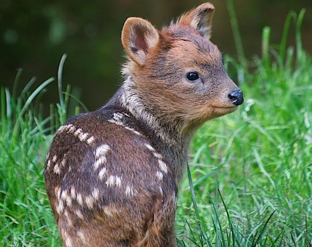 Pudu Fawn Debuts at the Bristol Zoo Gardens
