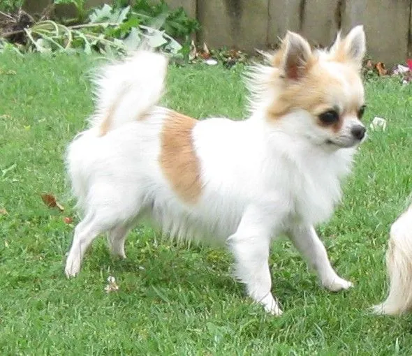 El Pueblo Peludo: Chihuahua