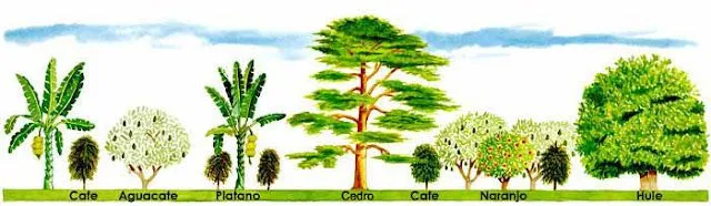 PUERTAS A LA IMAGINACIÓN: Los árboles