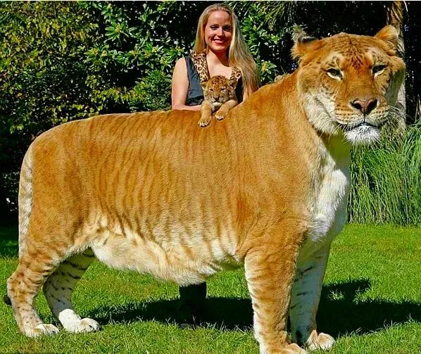 Eres un pufo como las caras de Bélmez o el Ligre – A las Cosas por ...