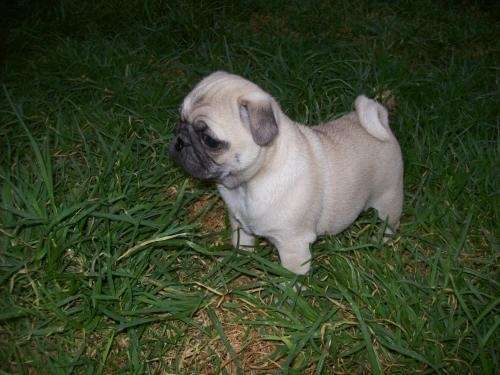 Imagenes de pug blancos - Imagui