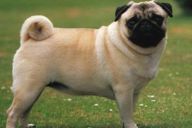 Pug breed information. Get answers to questions about Pugs ... Pug breed information. Get answers to questions about Pugs ...