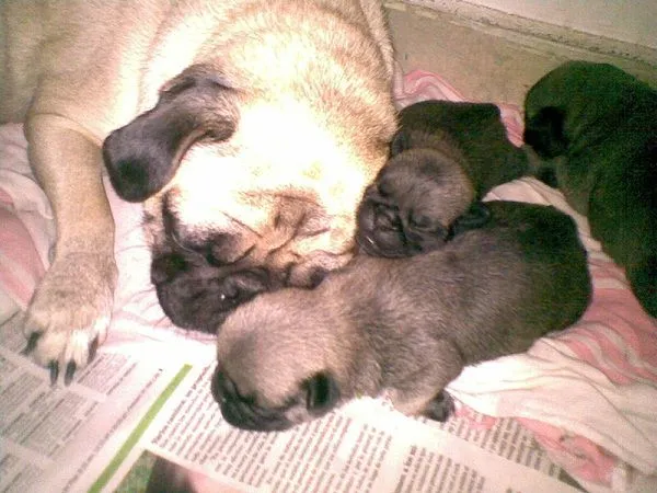 Mi pug carlino con su cachorros de 13 dias de nacidos ... Mi pug carlino con su cachorros de 13 dias de nacidos ...