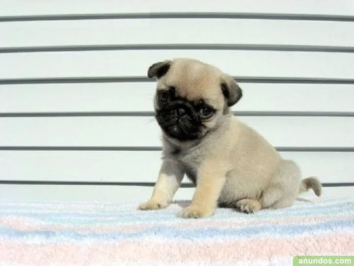 Pug carlino Cachorros disponibles (Pedigree) - Cádiar