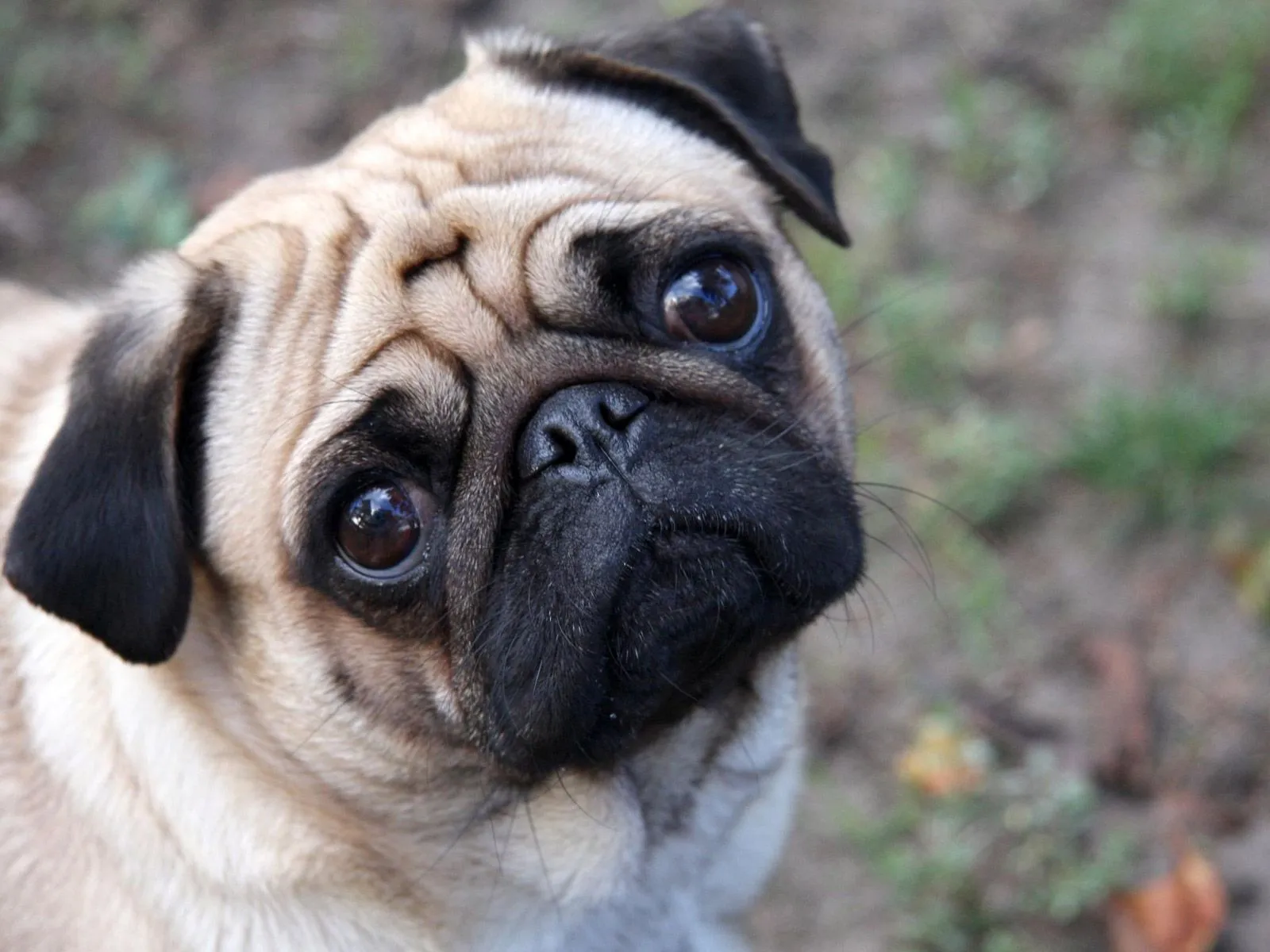 Pug Chile: Pug Imagenes