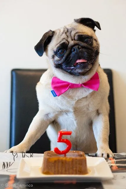 Pug cumpleaños - Imagui