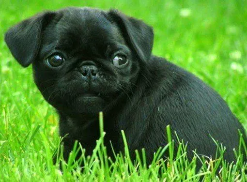 Pug : Son divertidos, compañeros y muy graciosos. Es una raza muy ... Pug : Son divertidos, compañeros y muy graciosos. Es una raza muy ...