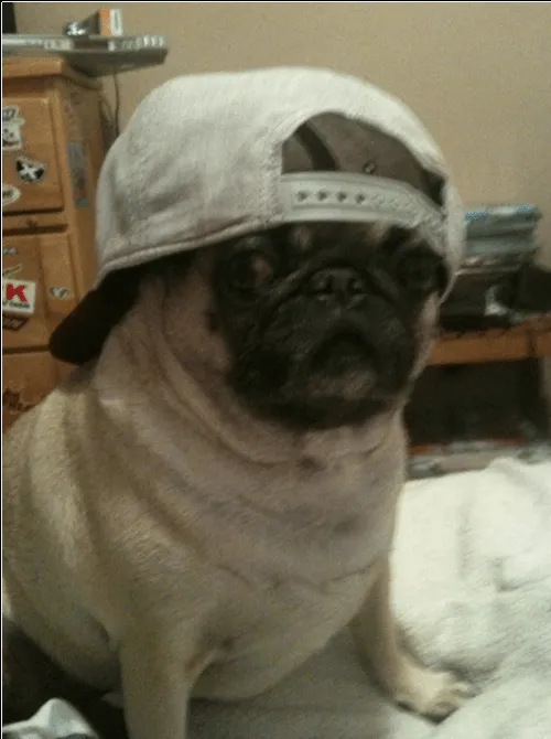 Pug graciosos - Imagui