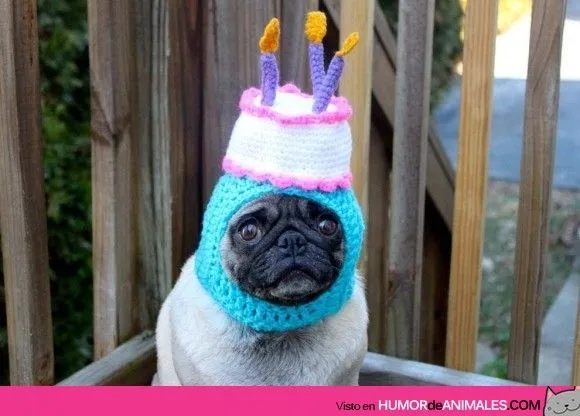 Pug con gorro de cumpleaños - 4RISAS mini