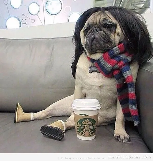 Pug | Cuánto Hipster| Cuánto Hipster | Blog muy marginal sobre ... Pug | Cuánto Hipster| Cuánto Hipster | Blog muy marginal sobre ...