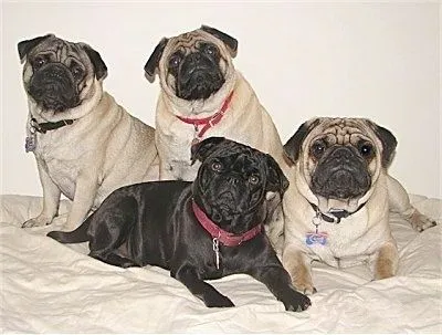 Pug Information and Pictures, Pugs, Carlin, Mops Pug Information and Pictures, Pugs, Carlin, Mops