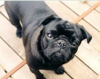 Pug Information and Pictures, Pugs, Carlin, Mops Pug Information and Pictures, Pugs, Carlin, Mops