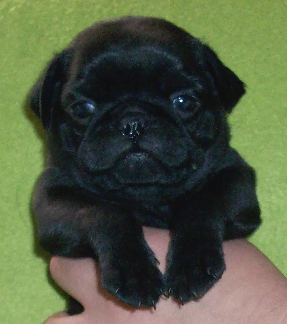 PUG LAGUNA TODO SOBRE LOS PUGS: Fotos
