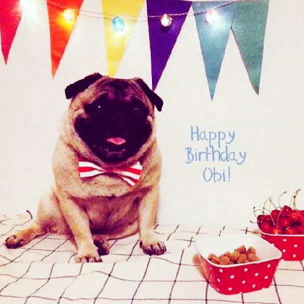 Pug lovers