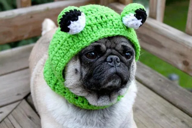 Pug en mayúsculas