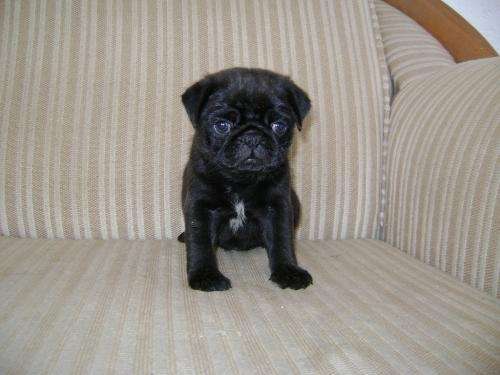 Cachorros pug negros bebés - Imagui
