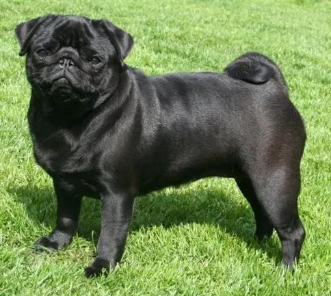 Pug perro negro - Imagui