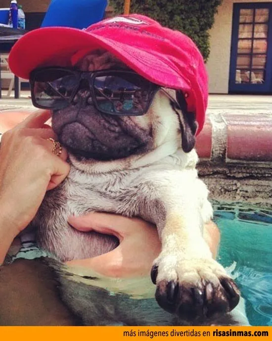 Pug graciosos - Imagui