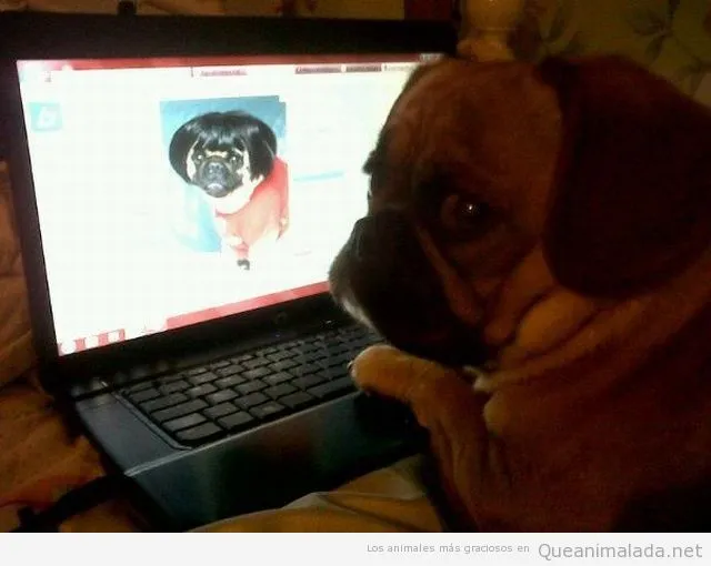 Pug | ¡Qué animalada! | Las fotos, los vídeos y los gifs más ...