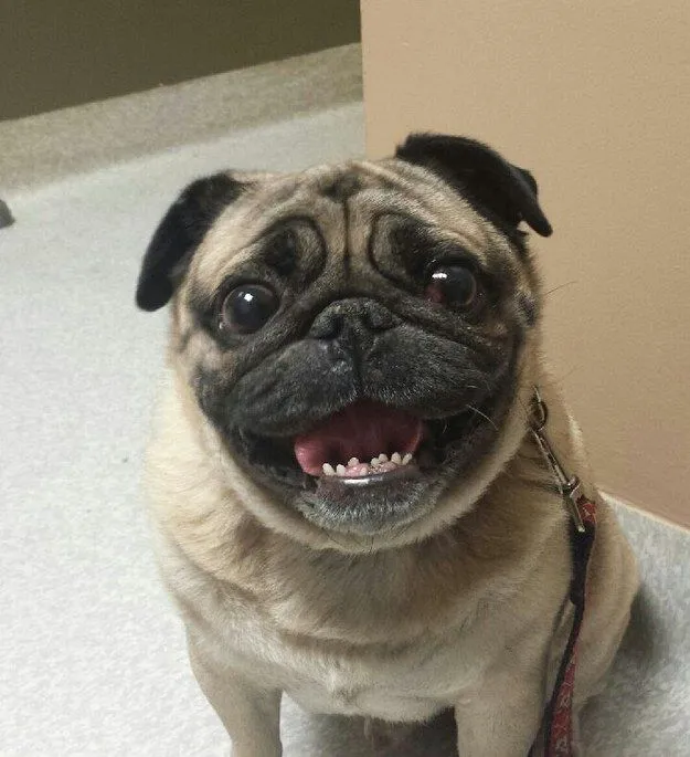 pug-smile-face.jpg