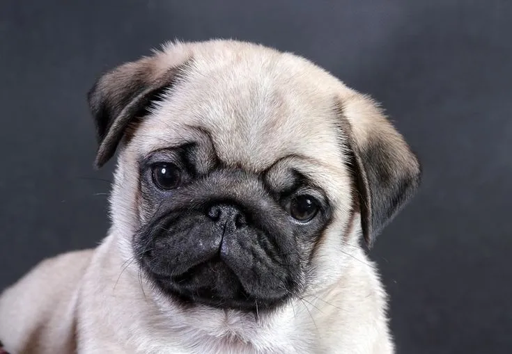 Pug Wallpaper, Screensaver, Background. Cute Pug Puppy | Puga ...