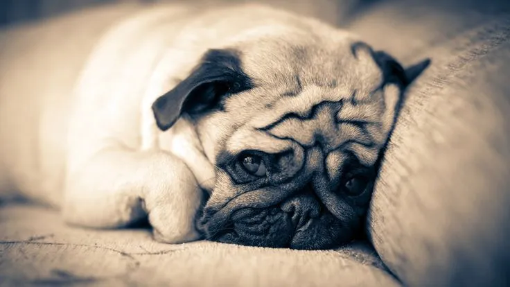PUG WALLPAPER SCREENSAVERS BACKGROUND PHOTOS on Pinterest ... PUG WALLPAPER SCREENSAVERS BACKGROUND PHOTOS on Pinterest ...