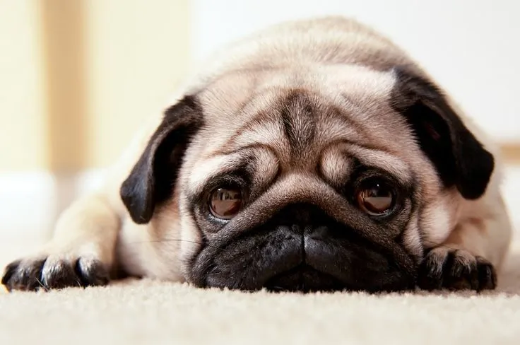 Pug Wallpaper, Screensaver, Background | PUG WALLPAPER ...