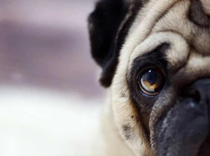 PUG WALLPAPER SCREENSAVERS BACKGROUND PHOTOS on Pinterest ...