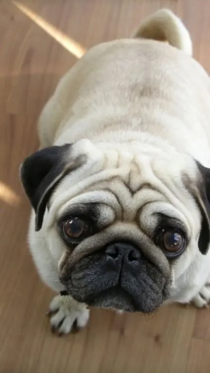 pug-wallpaper | Tumblr