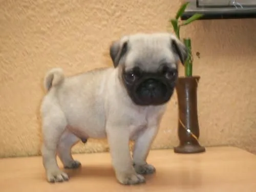 pug_f74c66a57_3.jpg