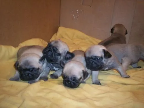 Pugs bebés recien nacidos - Imagui
