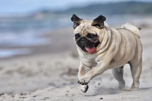 Por qué los Pugs o Carlinos son ideales para dueños sin ... Por qué los Pugs o Carlinos son ideales para dueños sin ...