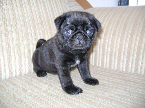 Pug bebés negros - Imagui
