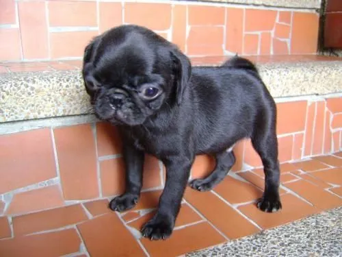 Pug negro de bebé - Imagui