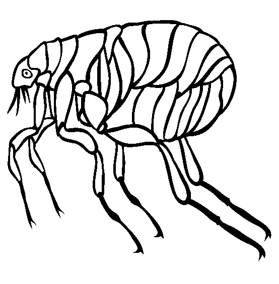 dibujo-de-una-pulga-para- ...