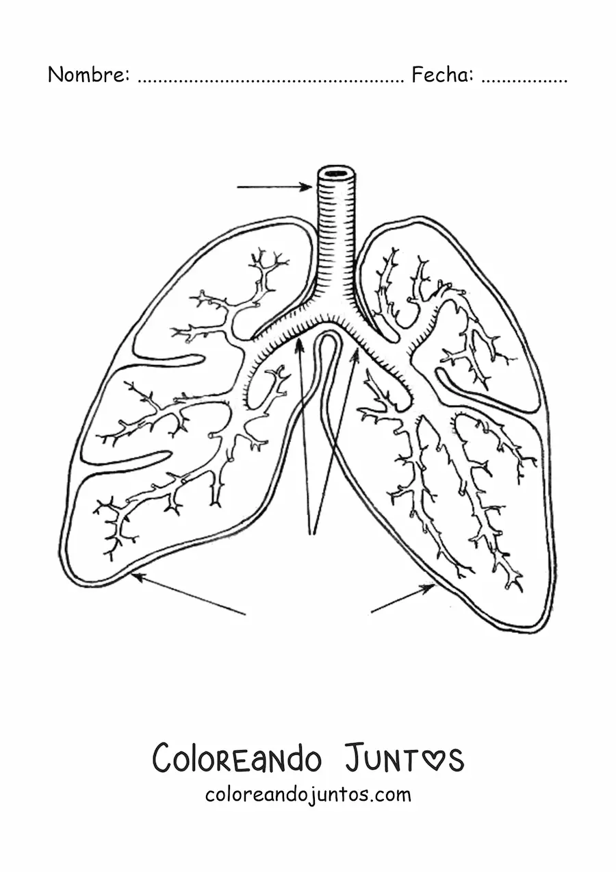 Pulmones y bronquios con sus partes | Coloreando Juntos Pulmones y bronquios con sus partes | Coloreando Juntos