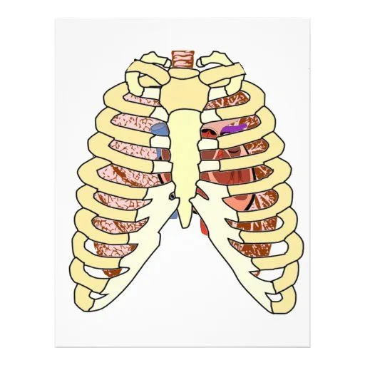Pulmones y corazón de la caja torácica tarjetas informativas de ... Pulmones y corazón de la caja torácica tarjetas informativas de ...