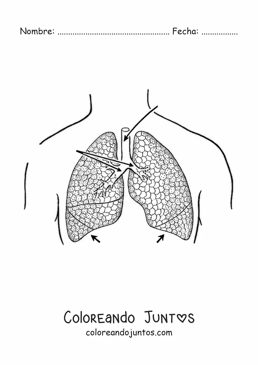 Pulmones y sus partes | Coloreando Juntos