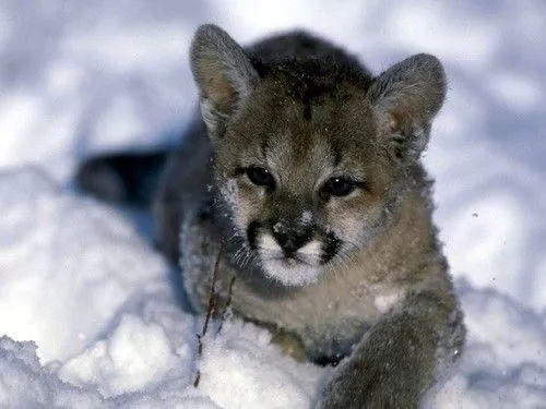 Pumas animales bebés - Imagui