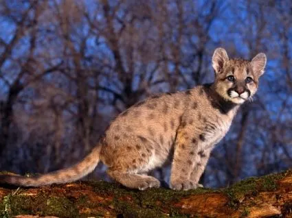 Puma Bebé Crías De Animales De Fondo De Pantalla-animales-fondos ...