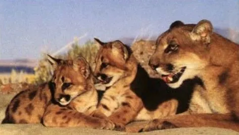 Puma chileno