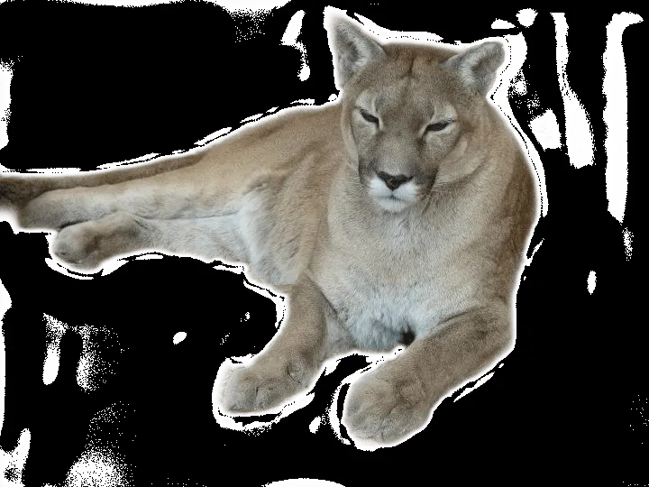 Puma .png by Accuface on deviantART