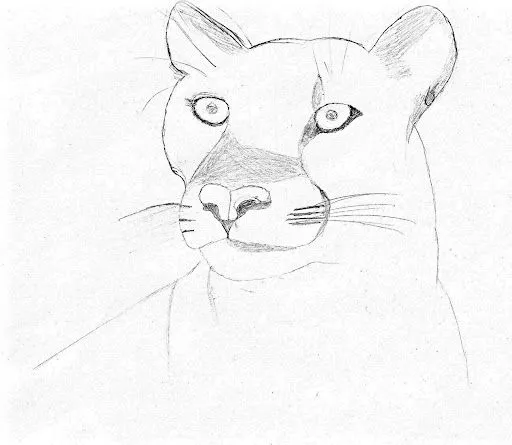 Como dibujar un puma facil - Imagui